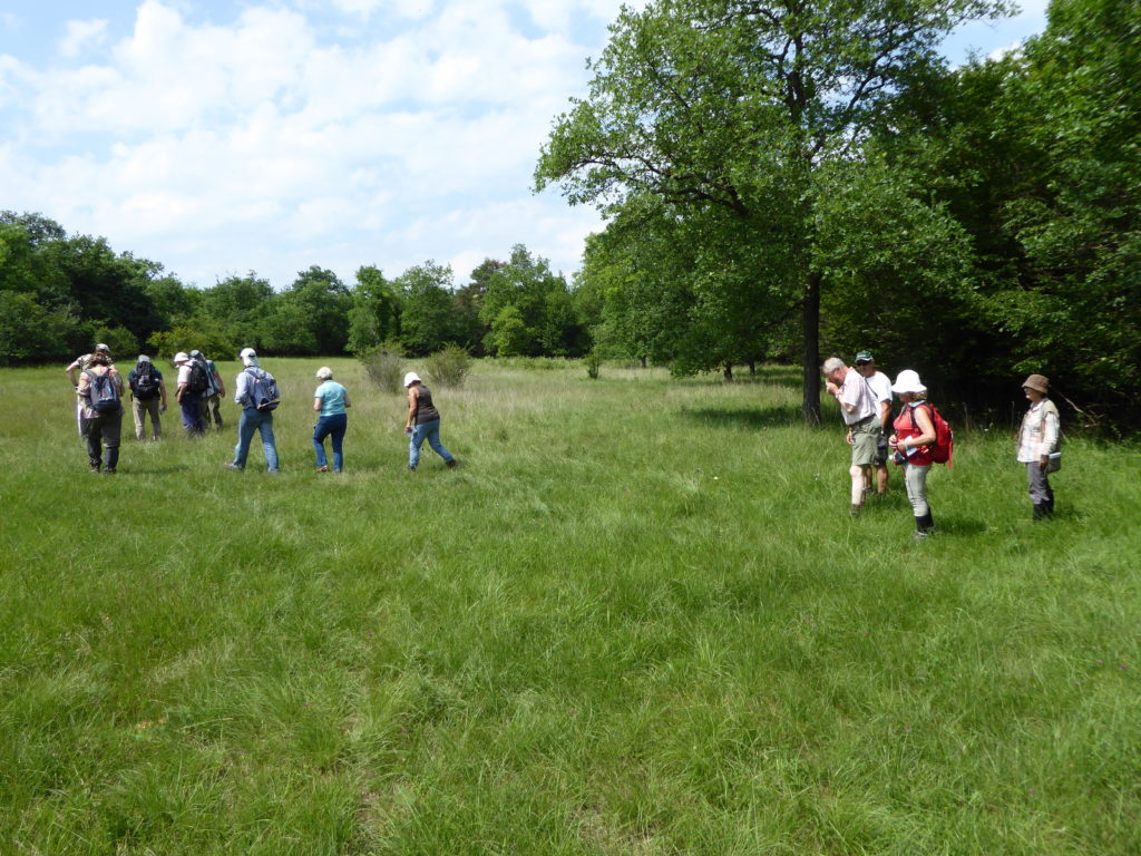 2017 Alsace_ clairiere à Adonis vernalis