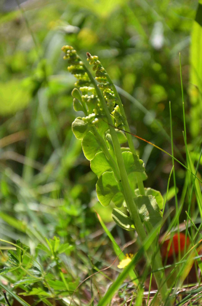 2017 Alsace_Botrychium lunaria