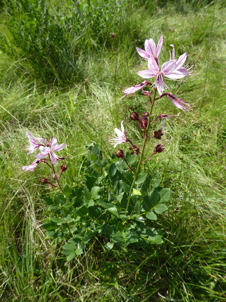 2017 Alsace_Dictamus albus