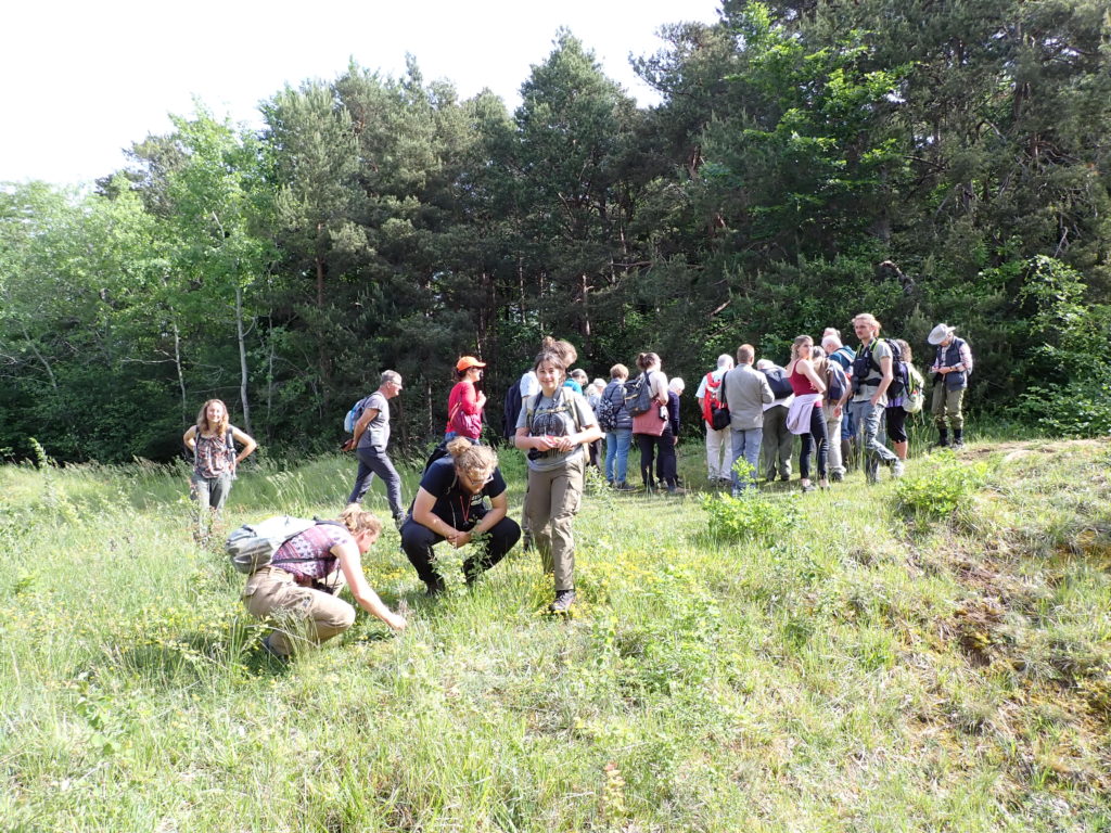 Les participants découvrent la flore des pelouses (c) M. COCQUEMPOT