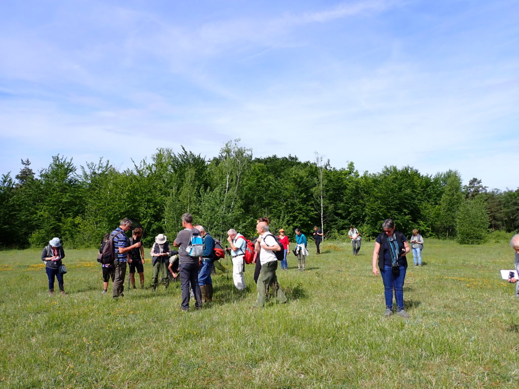 Les participants découvrent la flore des pelouses