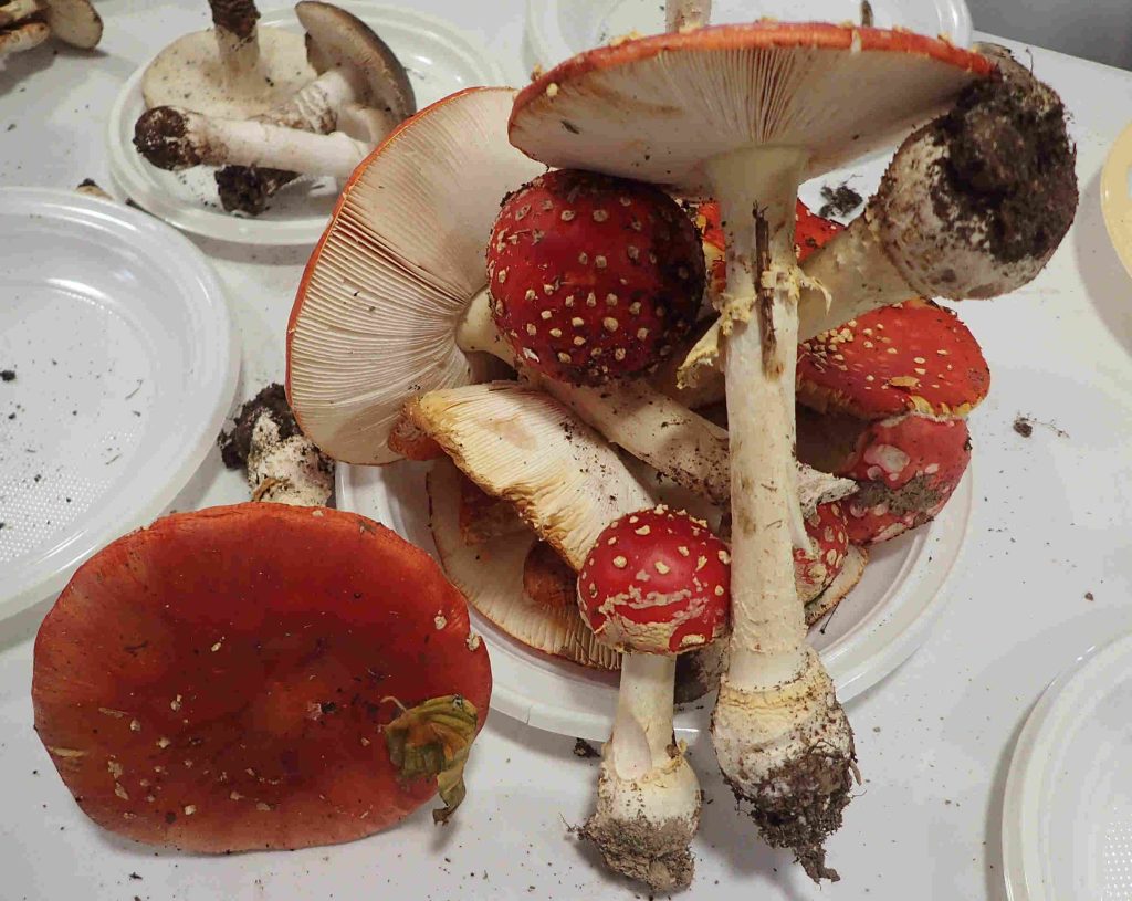 Amanita muscaria