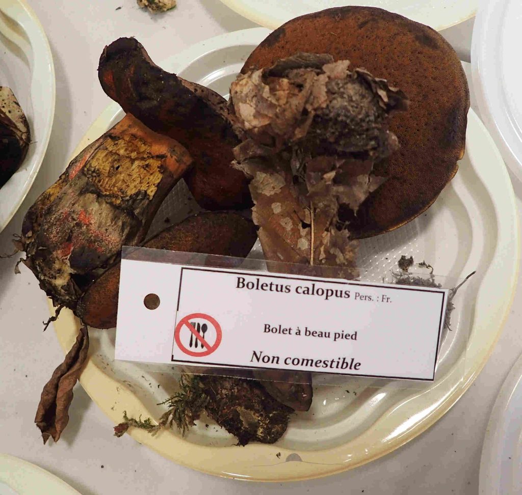 Caloboletus calopus
