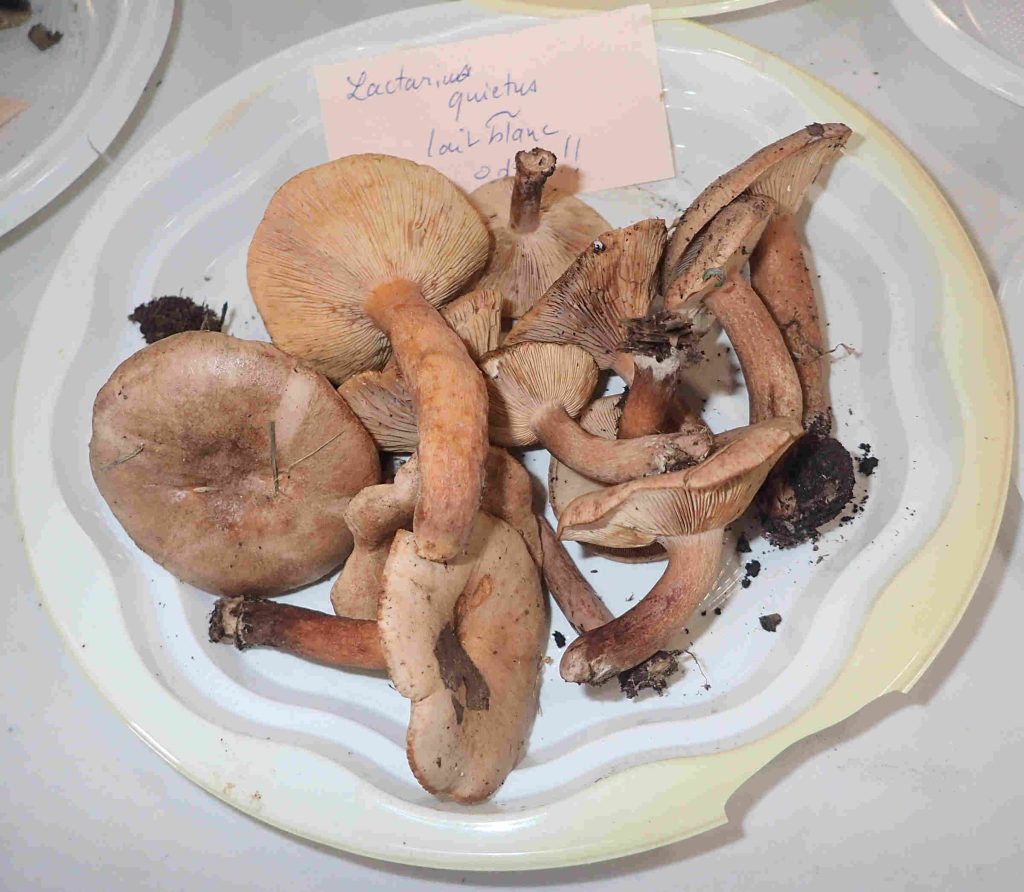 Lactarius quietus
