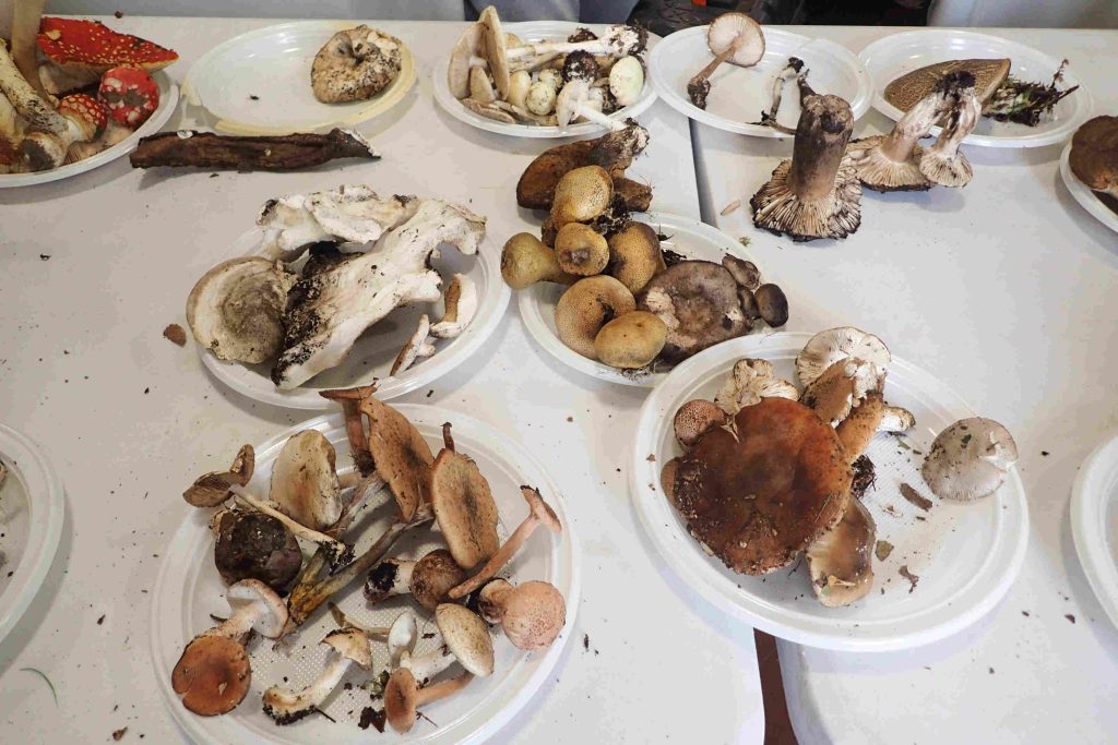 Une partie de la récolte