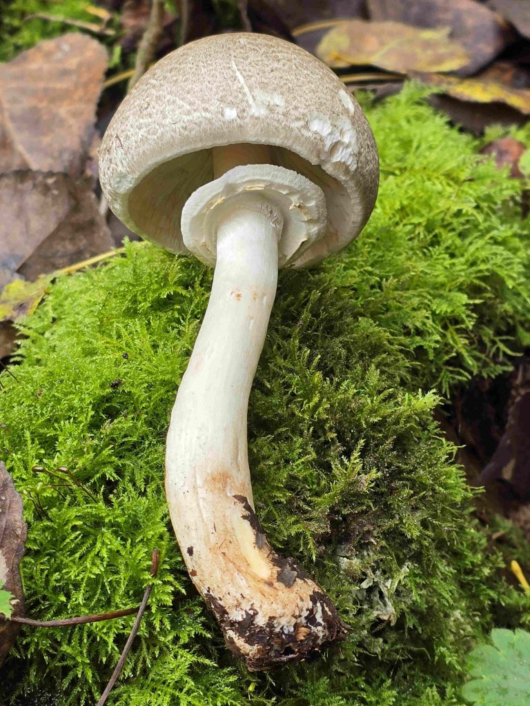 Agaricus moelleri A.Poitou