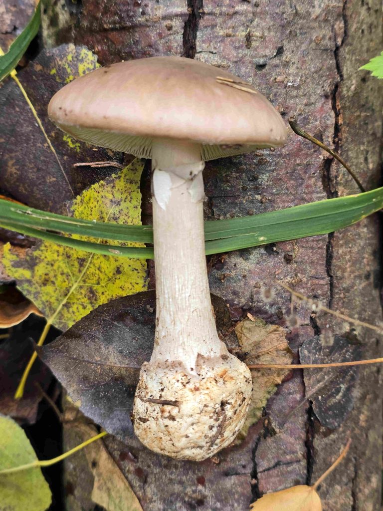 Amanita orphyria A.Poitou