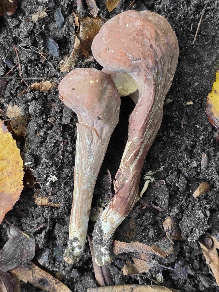 Clavariadelphus pistillaris A.Poitou