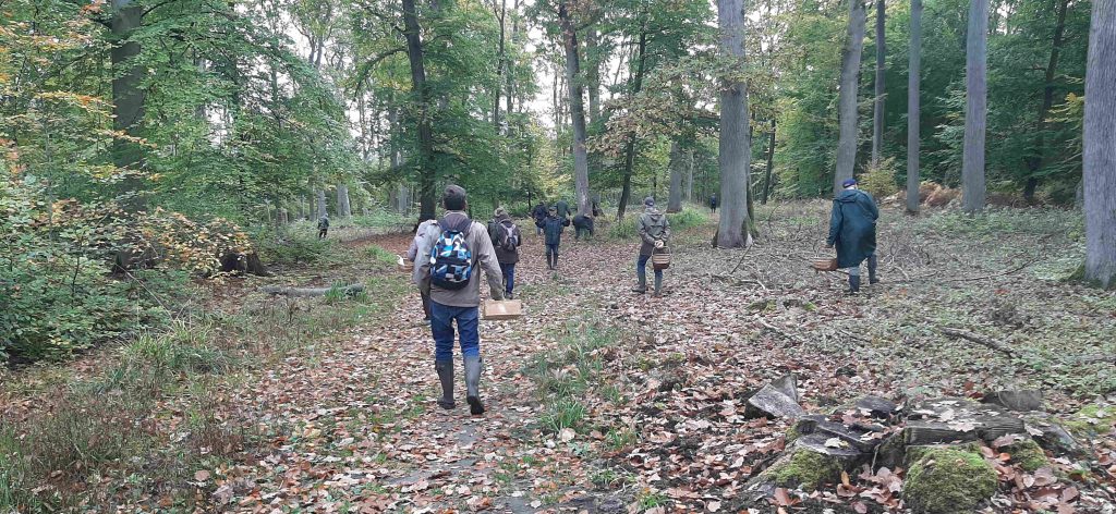 Dans la forêt de Hez-Froidmont C.Deweer